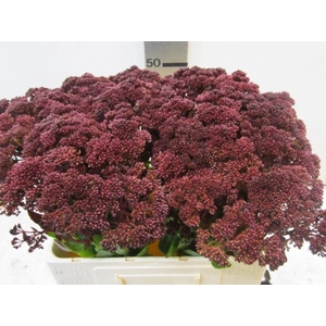 Sedum Aubergine