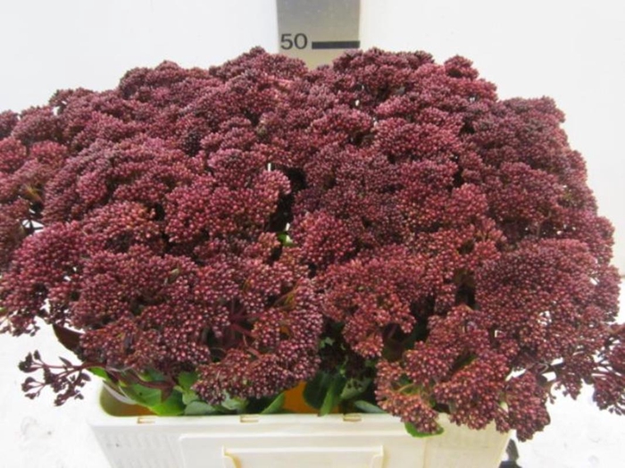 <h4>Sedum Aubergine</h4>