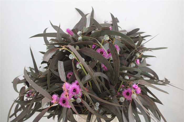 <h4>Euca Boule Flower Lilac P Bunch</h4>