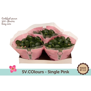 Kalanchoë Single Pink in SV.COloursleeve