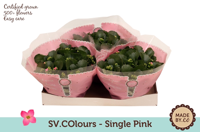 <h4>Kalanchoë Single Pink in SV.COloursleeve</h4>