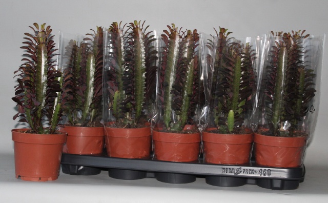 <h4>EUPHOR TRIG RUBRA</h4>