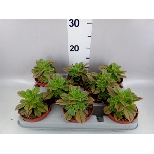 Aeonium   ...