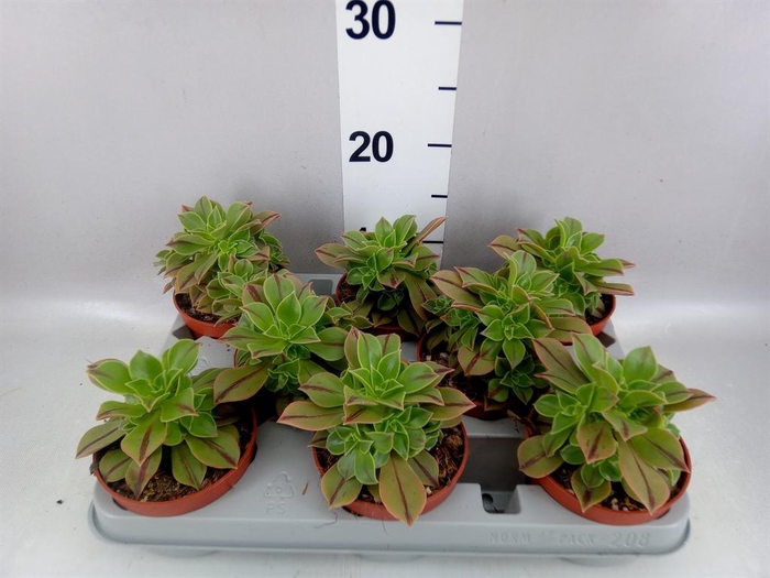 <h4>Aeonium ...</h4>