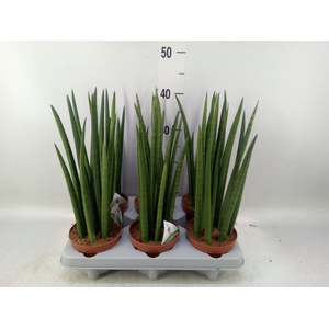 Sansevieria cyl.  ...