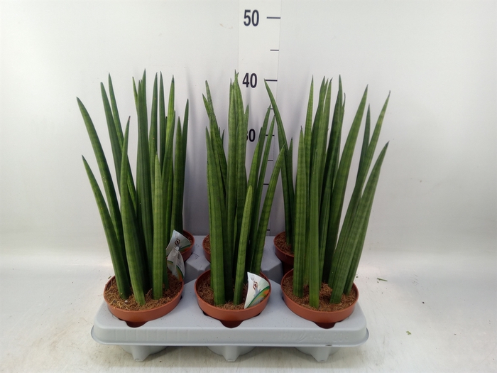 <h4>Sansevieria cyl.  ...</h4>