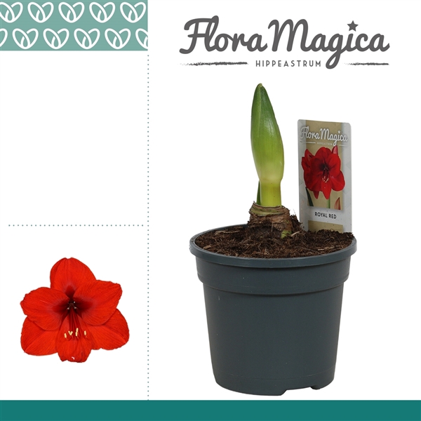 <h4>Amaryllis Royal Red 1 Knop</h4>