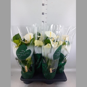 Anthurium andr. 'Samora'