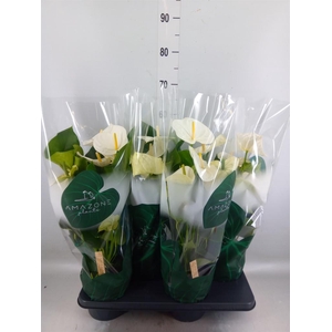 Anthurium andr. 'Samora'
