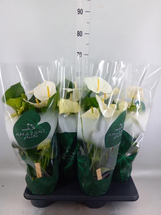 <h4>Anthurium andr. 'Samora'</h4>