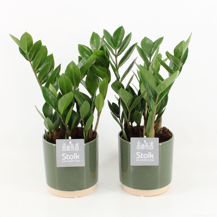 <h4>Zamioculcas Zamiifolia in Julia keramiek</h4>