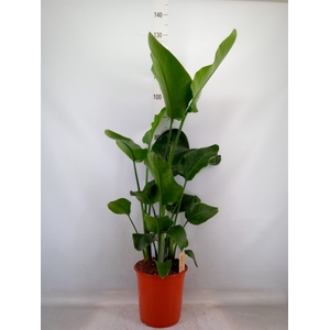 Strelitzia nicolai