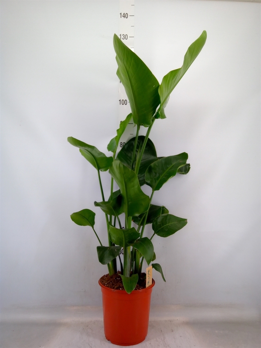 <h4>Strelitzia nicolai</h4>