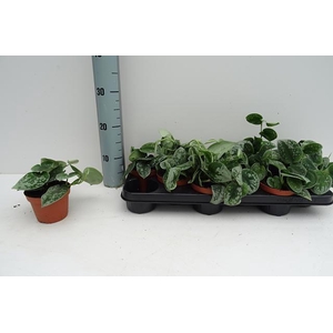 SCIND PICT SILVE ANN