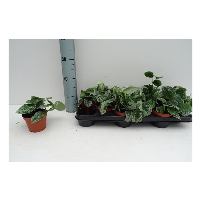 <h4>SCIND PICT SILVE ANN</h4>