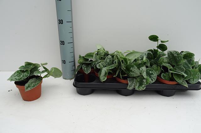 SCIND PICT SILVE ANN