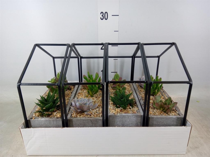 <h4>Succulents   ...</h4>