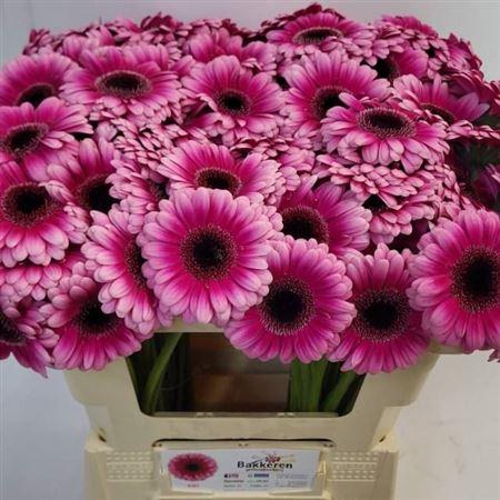 <h4>Ge Mi Kiki Emmer X80 08 CM,AQUA,(NL),(20)</h4>