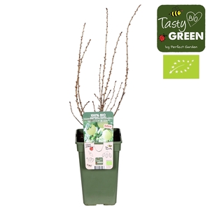 Ribes uva-crispa Easycrisp® 'Mr. Green'® Bio P19