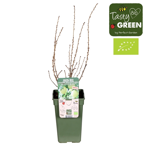 <h4>Ribes uva-crispa Easycrisp® 'Mr. Green'® Bio P19</h4>