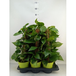 Epipremnum pinn.   ...moss stick