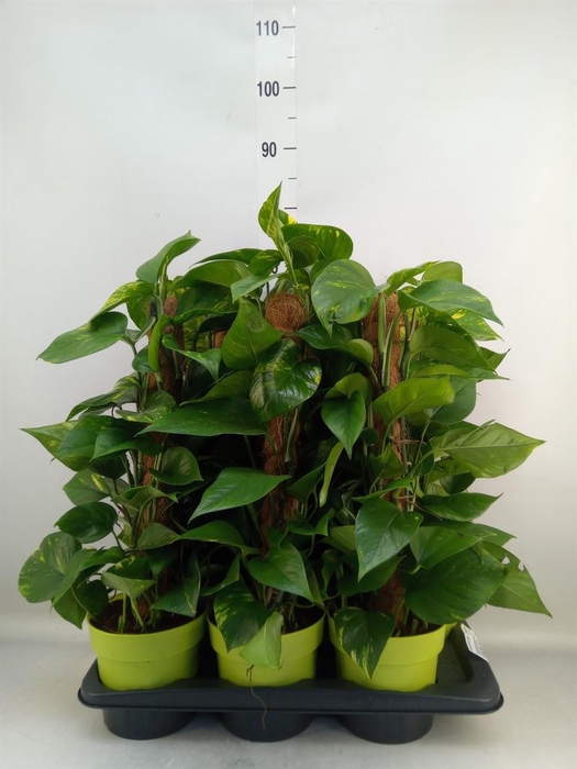 <h4>Epipremnum pinn.   ...moss stick</h4>