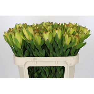Leucadendron Goldstrike