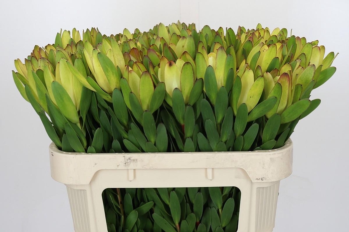 <h4>Leucadendron Goldstrike</h4>