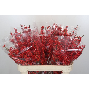 Ilex Rood