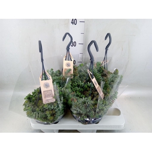 Crassula marnieriana