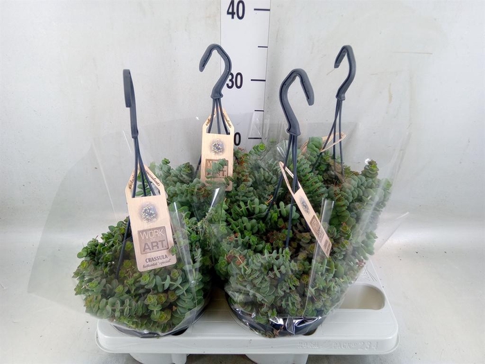 <h4>Crassula marnieriana</h4>