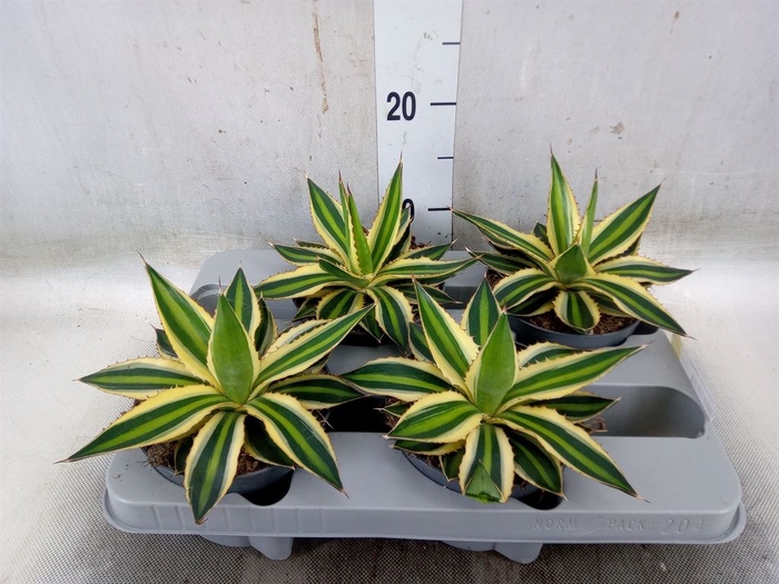 <h4>Agave lophantha 'Quadricolor'</h4>