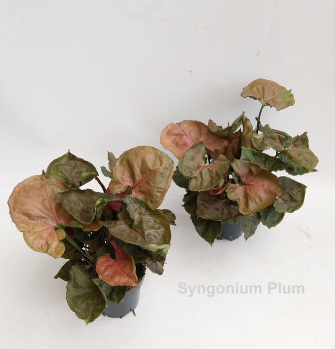 Syngonium