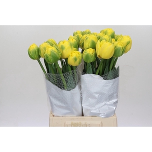 Tulipa (Frans) du Golden Shower