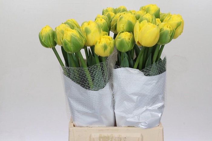 <h4>Tulipa (frans) Du Golden Shower</h4>