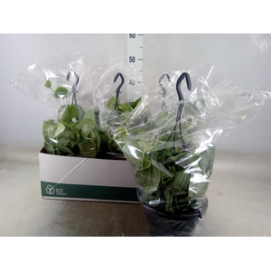 Scindapsus pictus 'Silvery Ann'