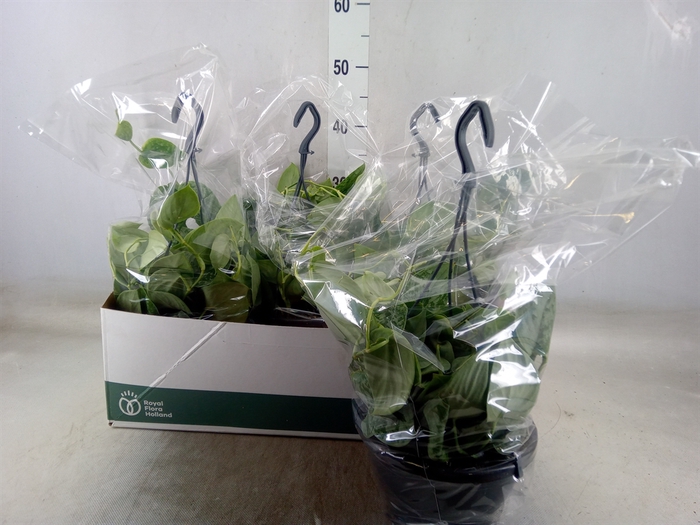 <h4>Scindapsus pictus 'Silvery Ann'</h4>