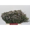 Kaaps Groen Silver Brunia
