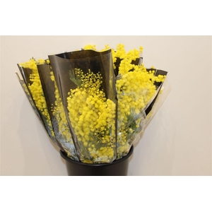 Mimosa Mirandole 150gr P Bunch