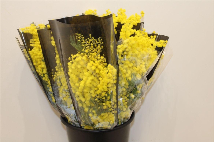 <h4>Mimosa Mirandole 150gr P Bunch</h4>