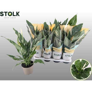 Spathiphyllum  'Diamond'