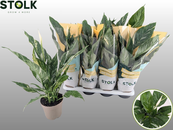 <h4>Spathiphyllum 'Diamond'</h4>