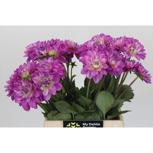 Dahlia Purple Onesta
