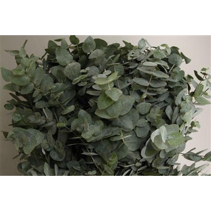 EUCA CINEREA 200GR Z A