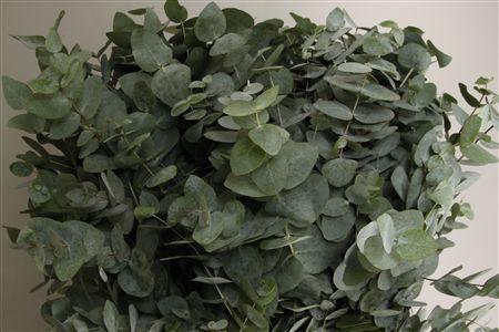 <h4>EUCA CINEREA 200GR Z A</h4>