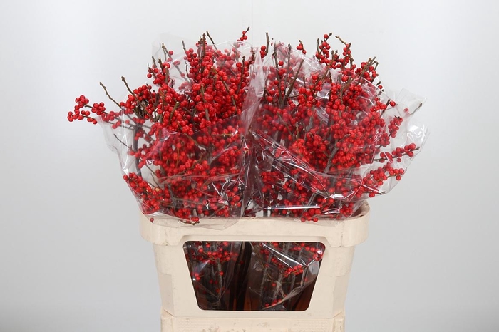 <h4>Ilex Ve Rode Bes</h4>