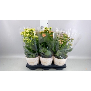 KALANCHOE MINI