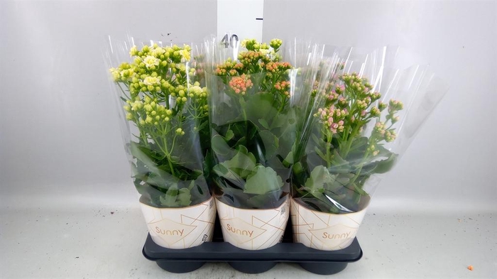 <h4>KALANCHOE MINI</h4>
