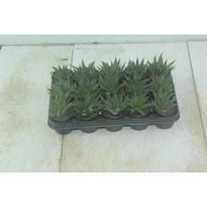 ALOE ARISTATA P06