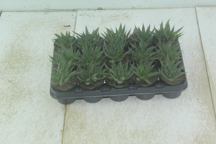<h4>ALOE ARISTATA P06</h4>